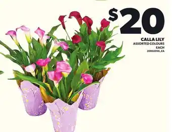 Loblaws CALLA LILY offer