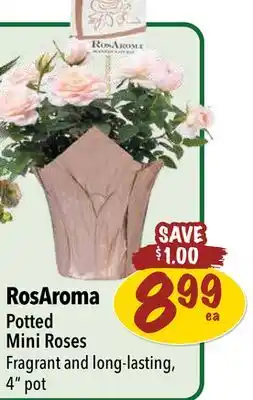 Farm Boy RosAroma Potted Mini Roses offer