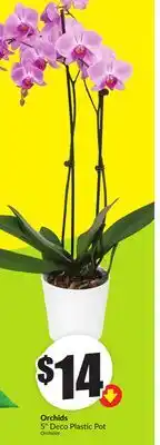 Chalo FreshCo Orchids 5 Deco Plastic Pot offer