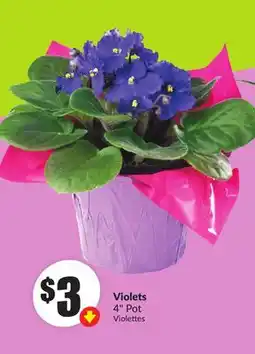 Chalo FreshCo Violets 4 Pot offer