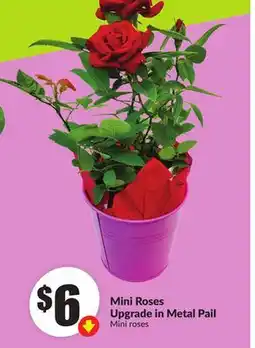 Chalo FreshCo Mini Roses Upgrade in Metal Pail offer