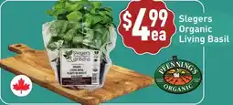 Healthy Planet Slegers Organic Living Basil offer