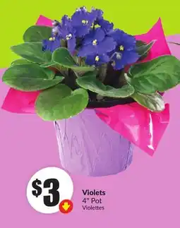 FreshCo Violets 4 Pot offer