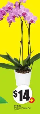 FreshCo Orchids 5 Deco Plastic Pot offer