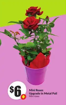 FreshCo Mini Roses Upgrade in Metal Pail offer