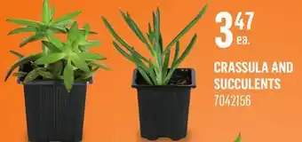 Canac Crassula and Succulents offer