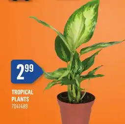 Canac Tropical Plants offer