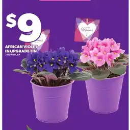 Independent City Market AFRICAN VIOLET IN UPGRADE TIN offer