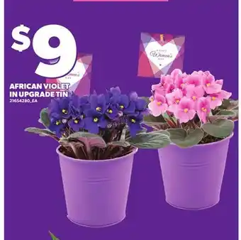 Independent City Market AFRICAN VIOLET IN UPGRADE TIN offer