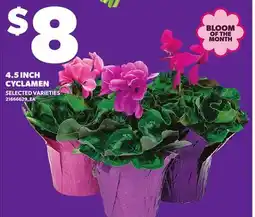 Independent City Market 4.5 INCH CYCLAMEN offer