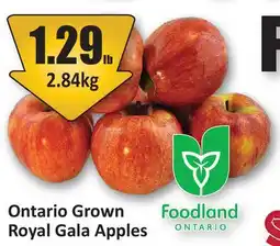 Starsky Royal Gala Apples offer