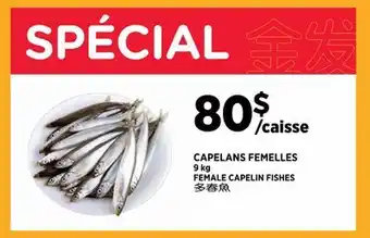 Kim Phat FEMALE CAPELIN FISHES offer