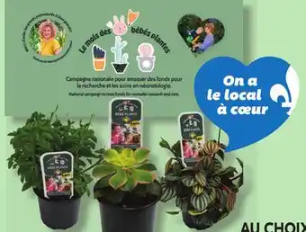 IGA BABY PLANTS, CALLA LILY, ST. PATRICK FLOWER POT OR SPRING CACTUS offer