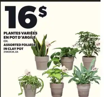 Provigo PLANTES VARIÉES EN POT D'ARGILE, CH offer