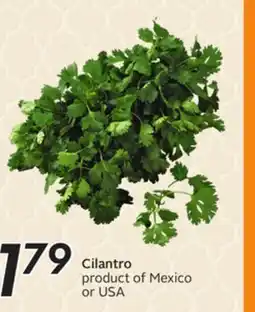 Sobeys Cilantro offer