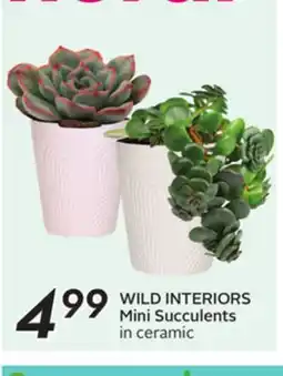 Sobeys WILD INTERIORS Mini Succulents offer