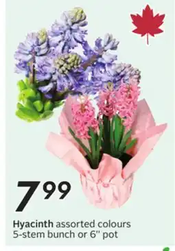 Sobeys Hyacinth offer