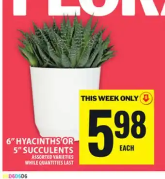 Food Basics 6 HYACINTHS OR 5 SUCCULENTS offer