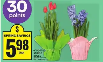 Food Basics 6 POTTED SPRING BULBS offer