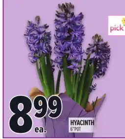 Metro HYACINTH offer