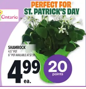 Metro SHAMROCK offer