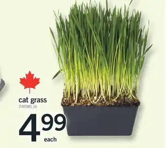 Fortinos CAT GRASS offer