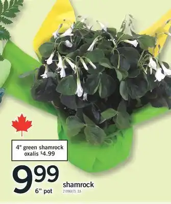 Fortinos SHAMROCK, 6 pot offer