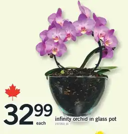 Fortinos INFINITY ORCHID IN GLASS POT offer