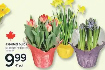 Fortinos assorted bulbs offer