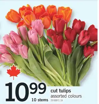 Fortinos CUT TULIPS, 10 STEMS offer