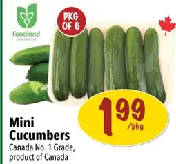 Farm Boy Mini Cucumbers offer