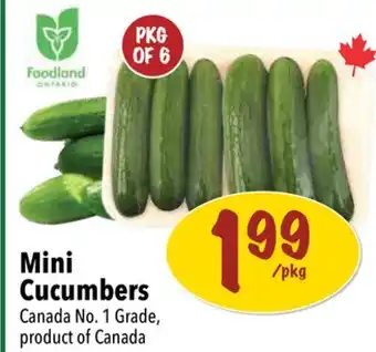 Farm Boy Mini Cucumbers offer