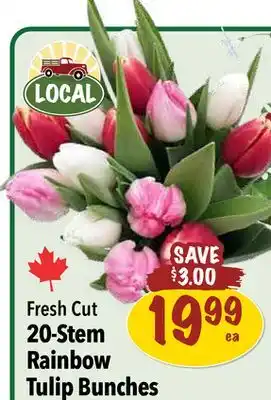 Farm Boy Fresh Cut 20-Stem Rainbow Tulip Bunches offer