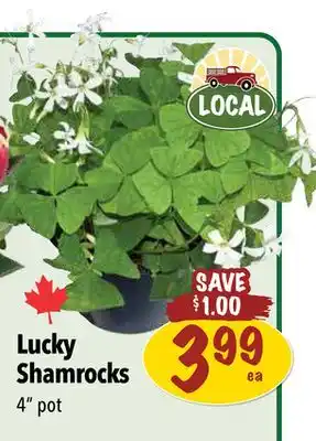 Farm Boy Lucky Shamrocks offer