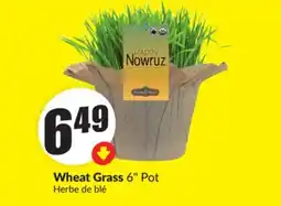 Chalo FreshCo Wheat Grass 6 Pot offer