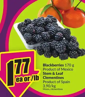 Chalo FreshCo Blackberries 170 g Product of Mexico Stem & Leaf Clementines Product of Spain 3.90/kg offer