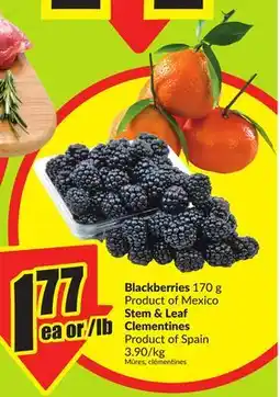 FreshCo Blackberries 170 g Product of Mexico Steam & Leaf Clementines Product of Spain offer