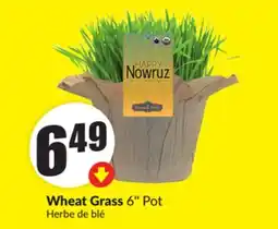 FreshCo Wheat Grass 6 Pot offer