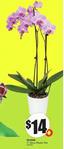 FreshCo Orchids 5" Deco Plastic Pot Orchidée offer