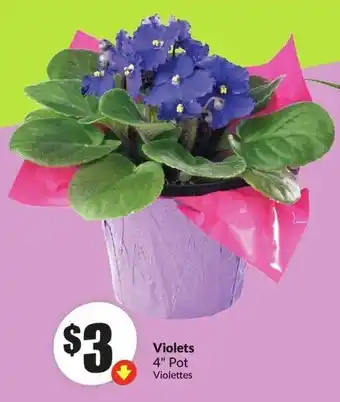 FreshCo Violets 4" Pot offer