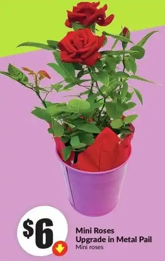 FreshCo Mini Roses Upgrade in Metal Pail offer