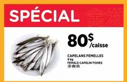 Kim Phat FEMALE CAPELIN FISHES offer