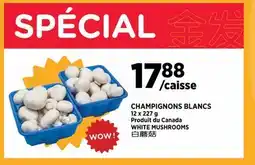 Kim Phat WHITE MUSHROOMS offer