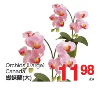 T&T Supermarket ORCHIDS (LARGE) offer