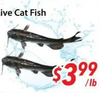 Bestco Food Mart Live Cat Fish offer