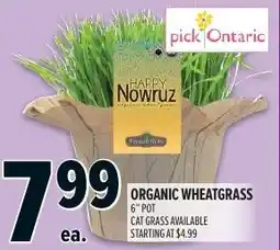 Metro ORGANIC WHEATGRASS 6" POT offer