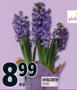 Metro HYACINTH 6"POT offer