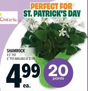 Metro SHAMROCK 4.5" POT offer