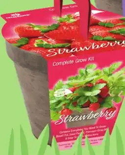 Giant Tiger Lavender or strawberry grow kit offer