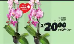IGA ORCHID offer